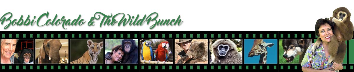 Bobbi Colorado and the Wild Bunch